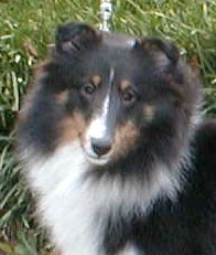 Pepper at 8 months