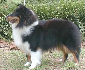 Pepper at 8 months