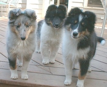 3 babies we are growing up from our latest litters. Come see us in the Gallery!