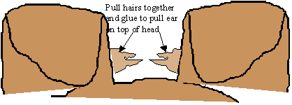 Glue tufts of hair from behind base of ear to pull ears together