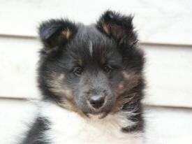 Tyra at 9 weeks