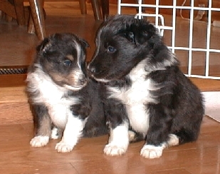 tri girl & biblack male 4 wks