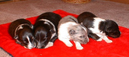 Eden Litter at one week