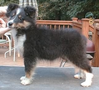 tri girl 10 1/2 weeks