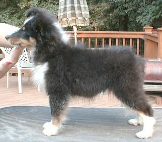 tri girl 10 1/2 weeks