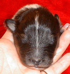 tri female 12 days