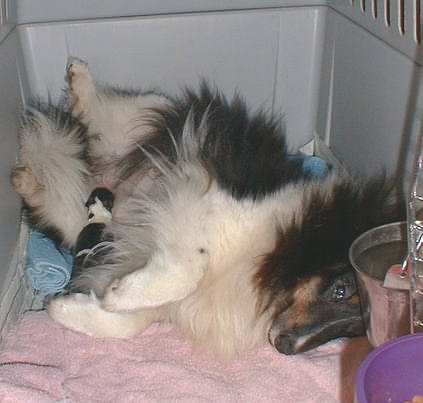 Puppy with her mamma, Sabrina