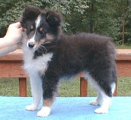 tri bitch at 10 1/2 weeks