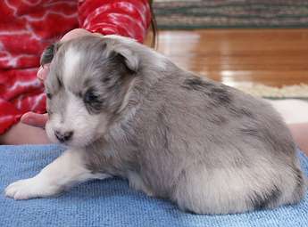 Bella at 3 weeks