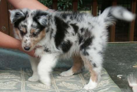 Brooke-Oreo Male at 8 weeks
