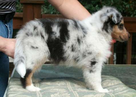 Brooke-Oreo Male at 8 weeks