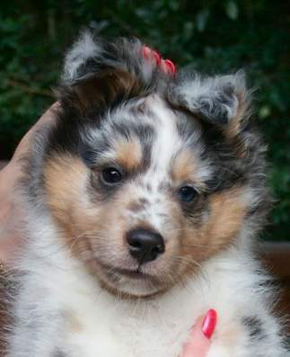 Brooke-Oreo Male at 8 weeks