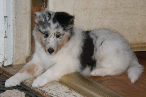 Brooke-Oreo Female at 8 weeks