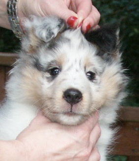 Brooke-Oreo Female at 8 weeks