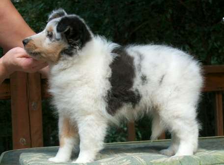 Brooke-Oreo Female at 8 weeks