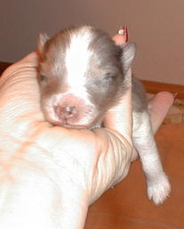 Rio-Simone male 3 days