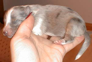 Rio-Simone male 3 days