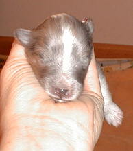 Rio-Simone male 3 days