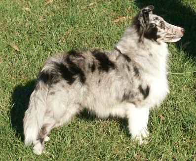 Aspen the day he turned 6 month old & his first show