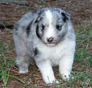 Trek-Eden male 3 wks
