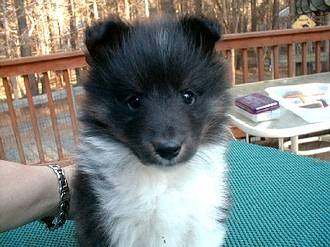 Hammie at 7 weeks. Hammie is short for "The Hampster"!