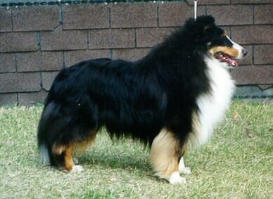 Primo, Onyx x Shellee's Shaldan Chaperone daughter. Owned by T Dowling, DVM Sask, CA